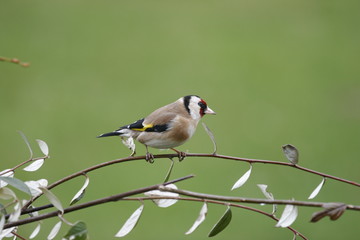 chardonneret élégant.