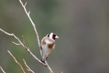 chardonneret élégant.