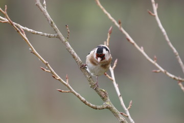 chardonneret élégant.