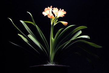 Obraz na płótnie Canvas plant with orange flowers