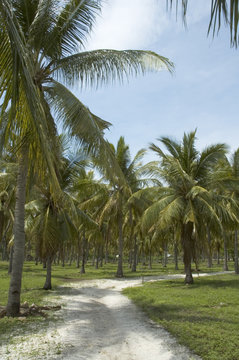 road in palm forest
