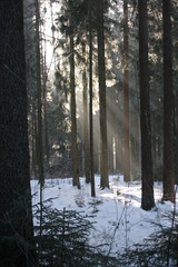 Naklejka premium winterwald