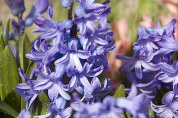 jacynthe violette