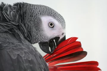 Abwaschbare Fototapete Papagei roter Schwanz