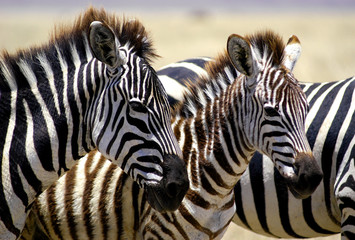 Fototapeta na wymiar ¼rebięta zebra