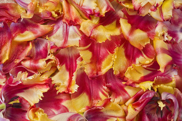 Obraz na płótnie Canvas tulipes