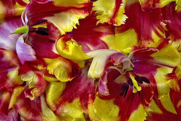 Fototapeta na wymiar tulipes