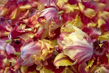 Obraz premium tulipes