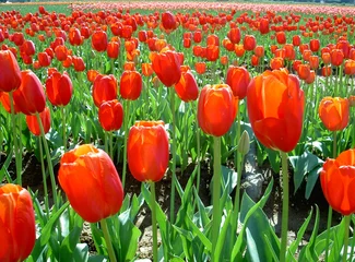 Crédence de cuisine en verre imprimé Tulipe champ de fleurs tulipes rouges
