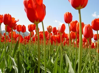 Papier Peint photo Lavable Tulipe tulipes rouges fleurs de carqueiranne