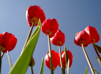 fleurs en contre plongee tulipes rouges de carquei