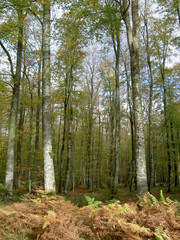 forêt