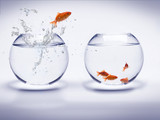 poisson rouge dans un aquarium