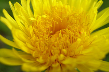 dandelion