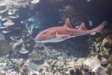 Fototapeta premium carpetshark