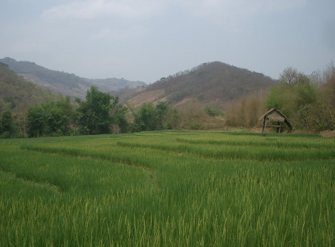 riziere pres de luang prapang