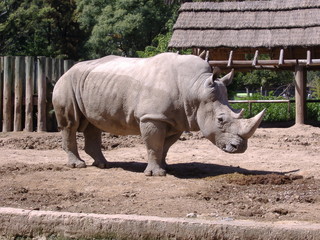 white rhino © rrruss