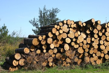 pile de troncs d'arbres