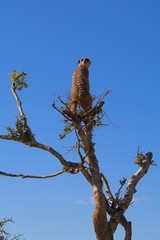 Fototapeta na wymiar widokowa meerkat
