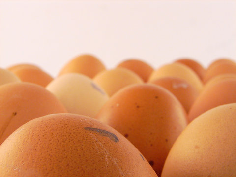 eggs