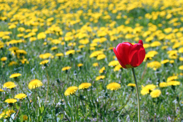 tulip and dandelions