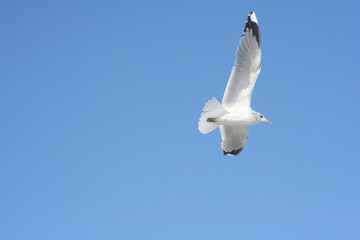 bird in flight