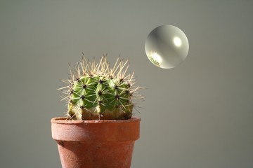 la bulle