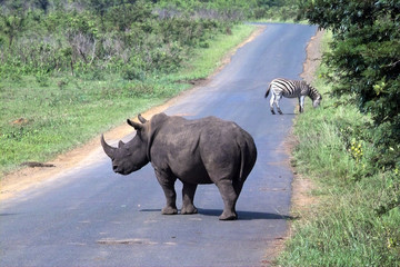 nashorn und zebra