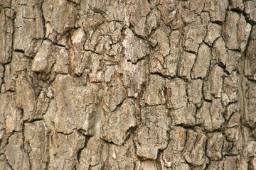 bark of a tree