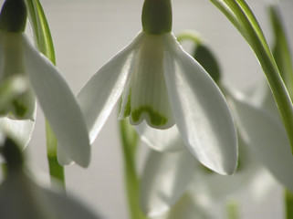 white snowdrop