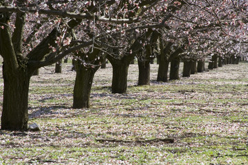 abricotiers en fleur