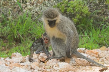 Naklejka na ściany i meble mother & baby monkey