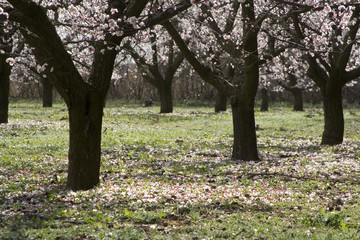 abricotiers en fleur