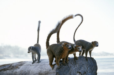 groupe de lemuriens