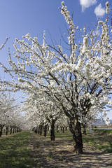 Fototapeta premium cerisiers en fleurs