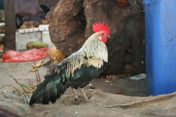 hahn