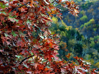 grandad's autumn oak