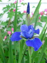 flowering siberian iris