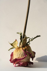dried-up rose