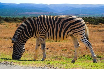 zebra
