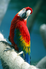 papegaai aan een touw