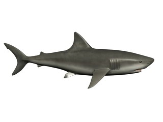 requin 3d