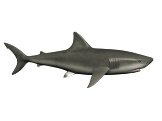 Fototapeta premium requin 3d