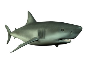 requin shark 3d