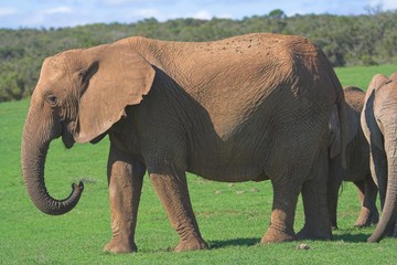 female elephant
