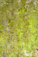 lichen and moss grunge nature background