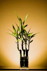 Photo sur Plexiglas Bambou bamboo plant