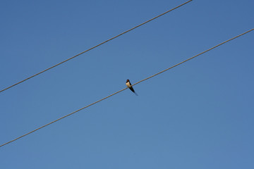 swallow
