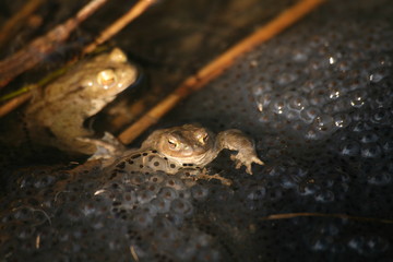 frosch-laich