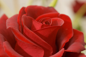 red roses